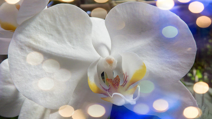 Glorious Orchids #3 Digital Art by Xueyin Chen