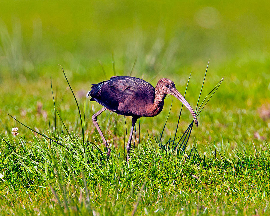 Glossy Ibis #3 Photograph by Paul Scoullar