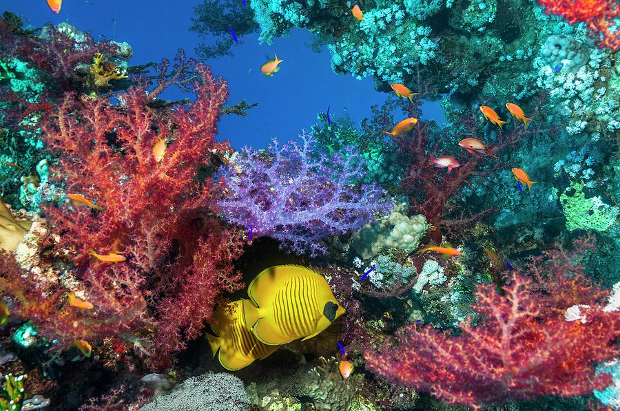 Golden Butterflyfish On A Reef #3 Photograph by Georgette Douwma