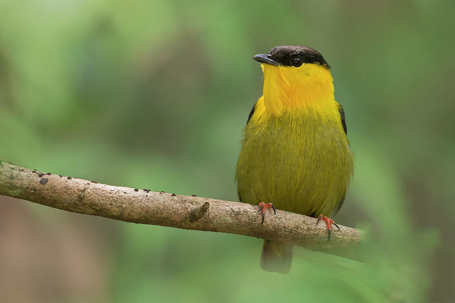 Golden-collared Manakin Photograph by Juan Jose Arango | Fine Art America