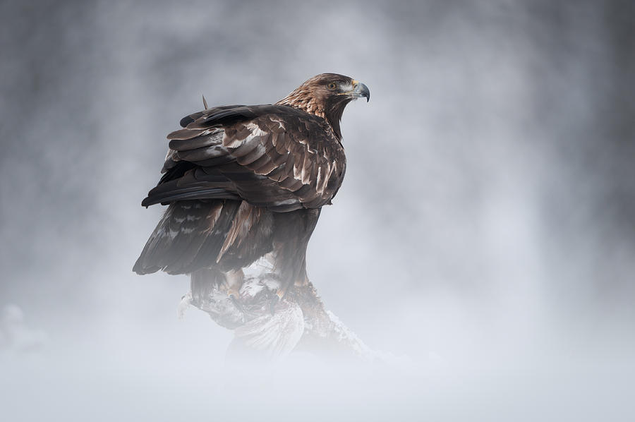 Golden Eagle #3 Photograph by Andy Astbury