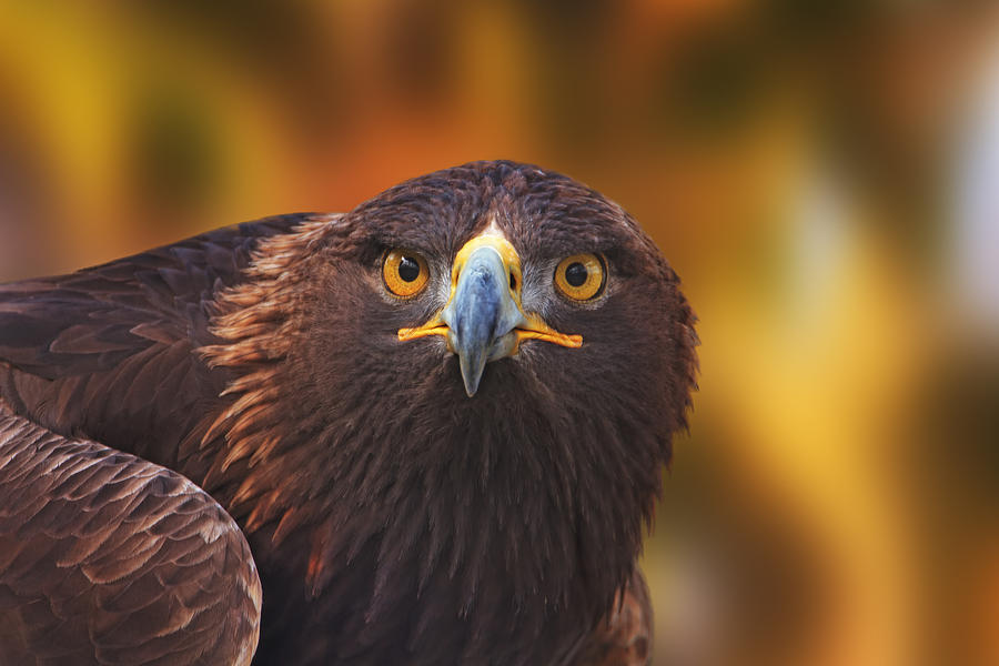 Golden Eagle  #3 Photograph by Brian Cross