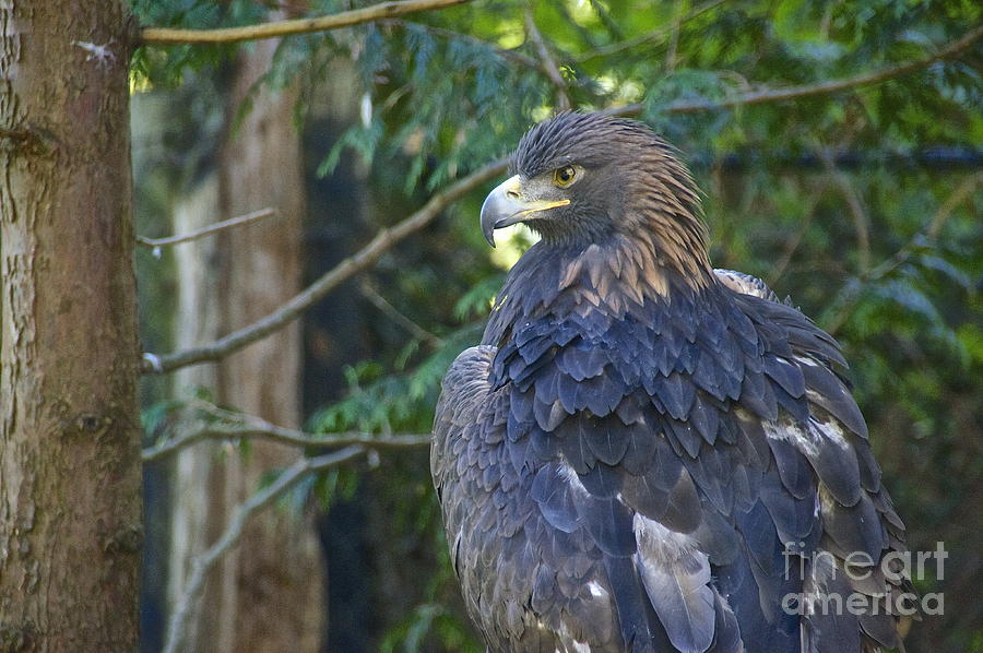 Nature Photograph - Golden Eagle #3 by Sean Griffin