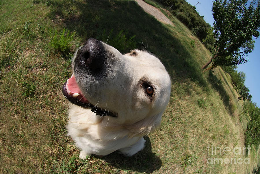 Golden retriever dog #1 Photograph by George Atsametakis