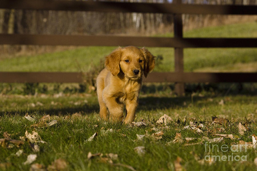 Golden Retriever Pup #3 Photograph by Linda Freshwaters Arndt