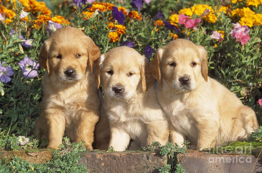 Golden Retriever Puppies #3 Photograph by John Daniels