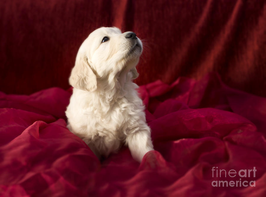 Golden retriever puppy #3 Photograph by Ang El