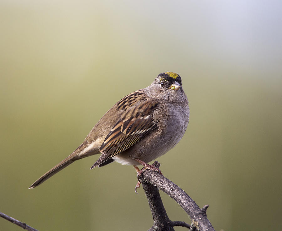 Sparrow Photograph - Goldencrowned Sparrow #3 by Doug Lloyd