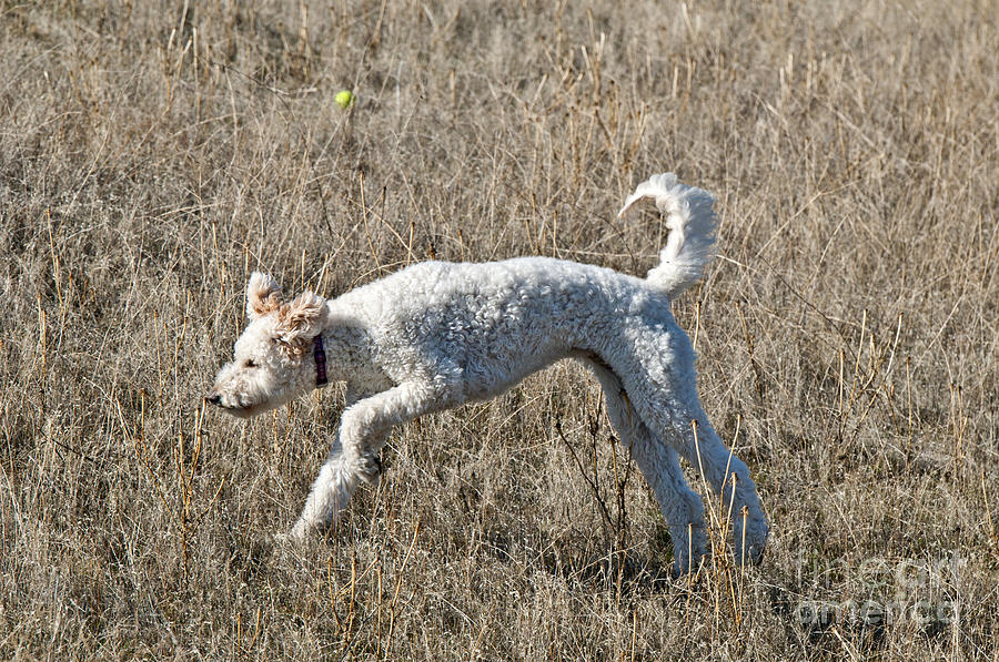 Nature Photograph - Goldendoodle Running #3 by William H. Mullins