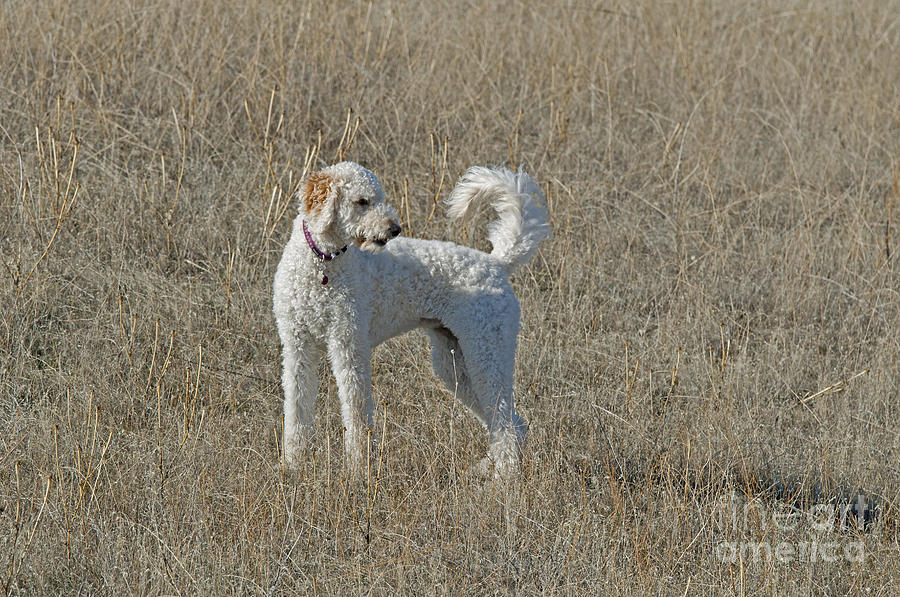 Goldendoodle #3 Photograph by William H. Mullins