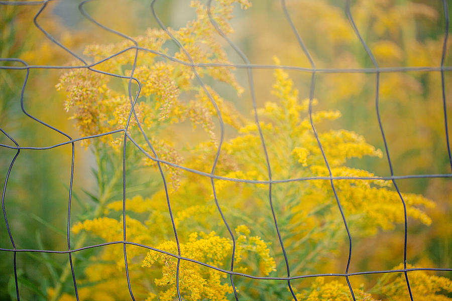Goldenrod #3 Photograph by June Marie Sobrito