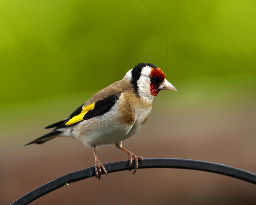Goldfinch #3 Photograph by Paul Scoullar