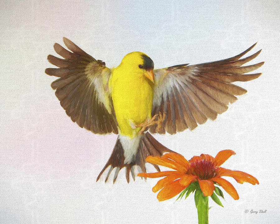 Goldie and the Coneflower #4 Digital Art by Gerry Sibell