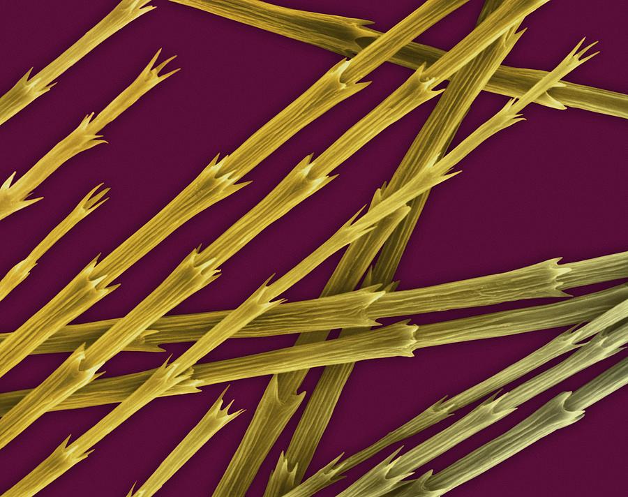 Goose Photograph - Goose Down Feather Barbules And Tips #3 by Dennis Kunkel Microscopy/science Photo Library