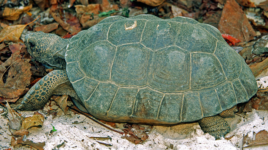 Gopher Tortoise #3 Photograph by Millard H. Sharp