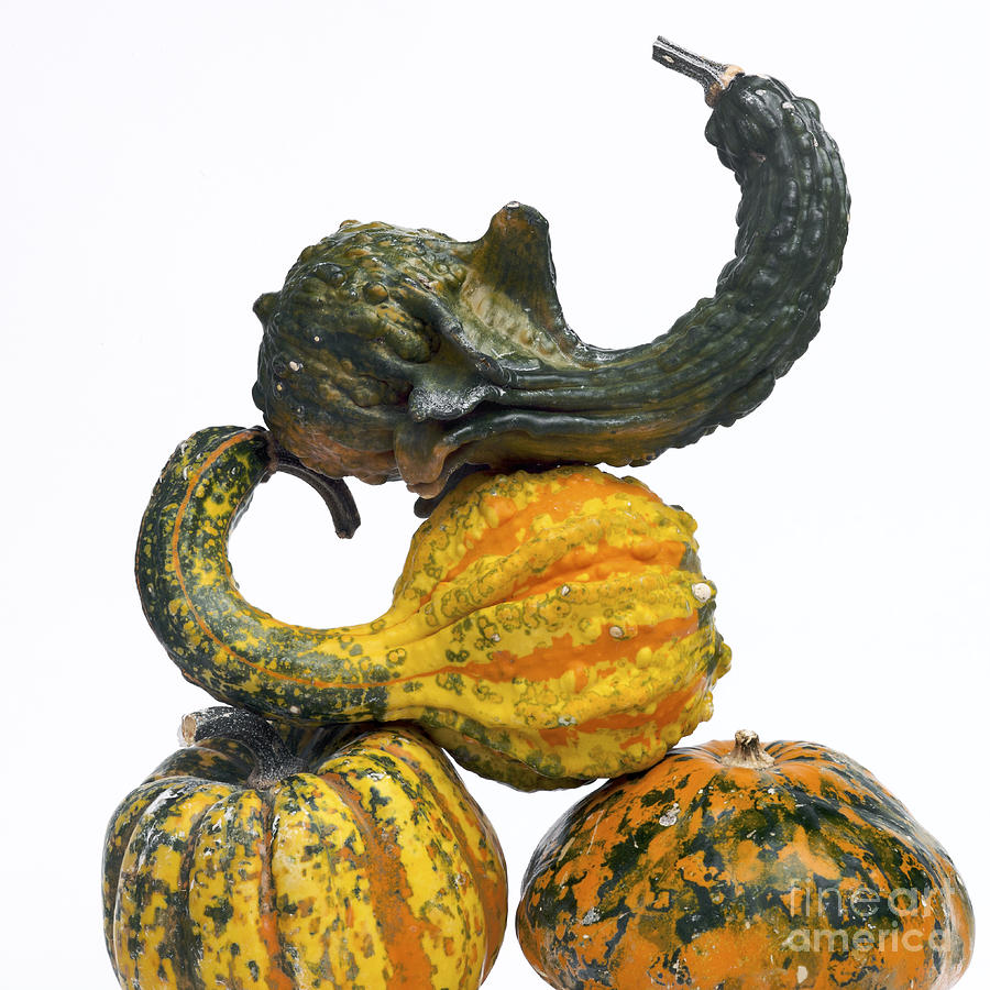 Pumpkin Photograph - Gourds and pumpkins #3 by Bernard Jaubert