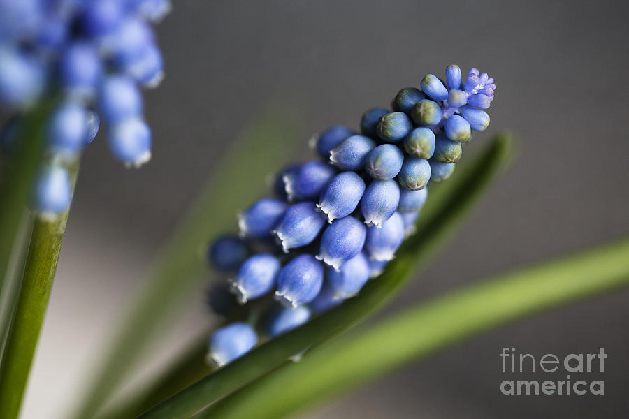Easter Photograph - Grape Hyacinth #3 by Nailia Schwarz