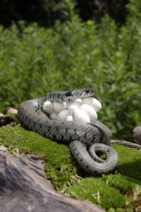 Grass Snake With Eggs #3 Photograph by M. Watson
