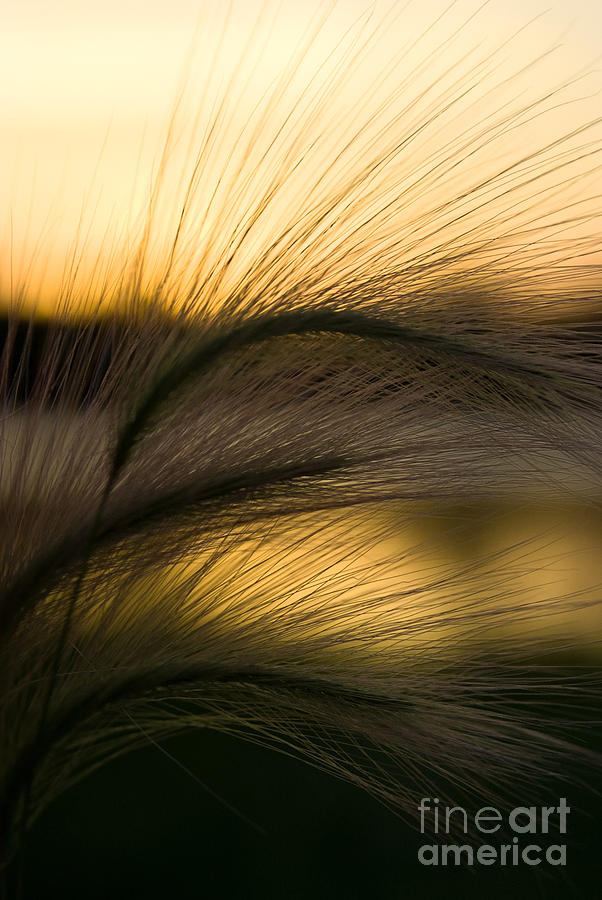 Sunset Photograph - Grass Sunset #3 by Jeanette K