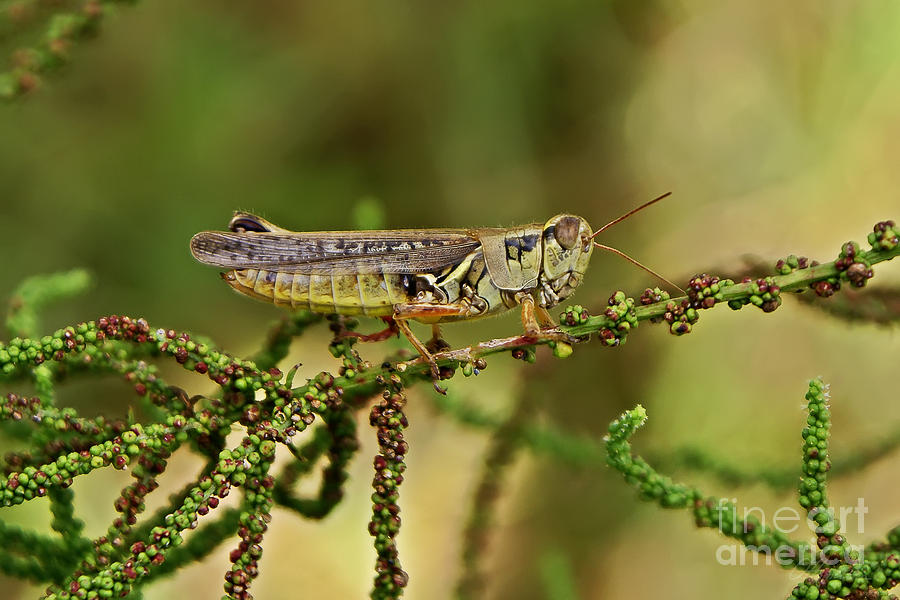 Grasshopper #3 Photograph by Olga Hamilton