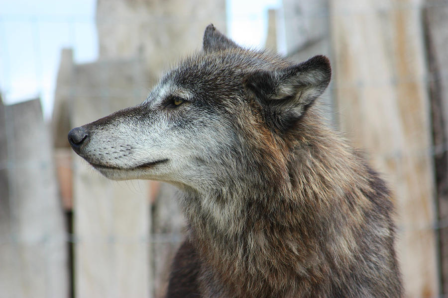 Gray Wolf #3 Photograph by Amanda Stadther