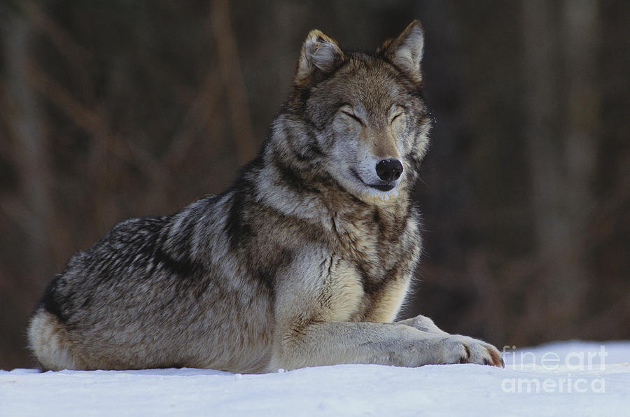 Gray Wolf #3 Photograph by Art Wolfe