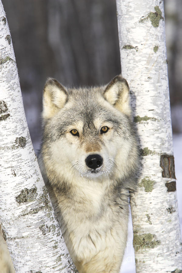 Gray Wolf, Canis Lupus #3 Photograph by M. Watson