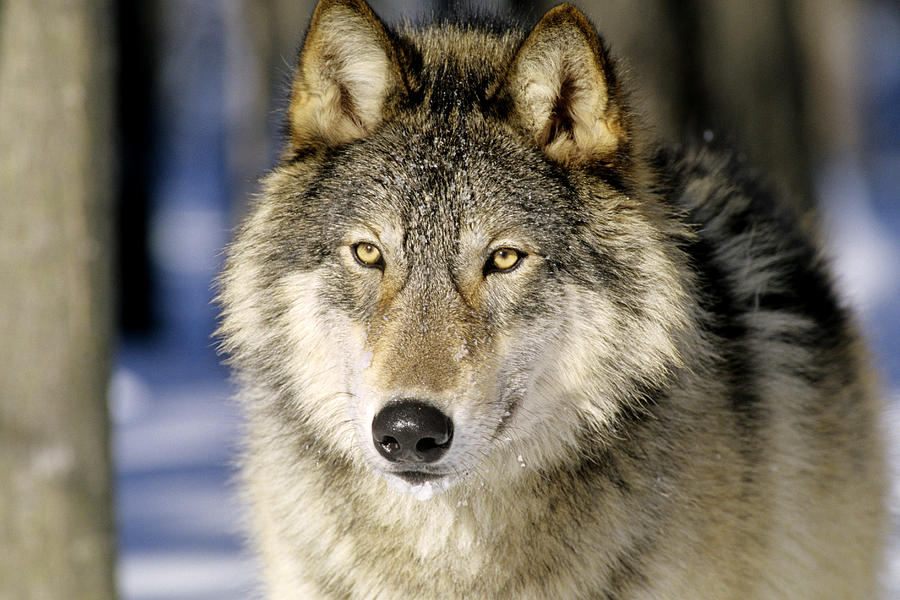 grey timber wolf