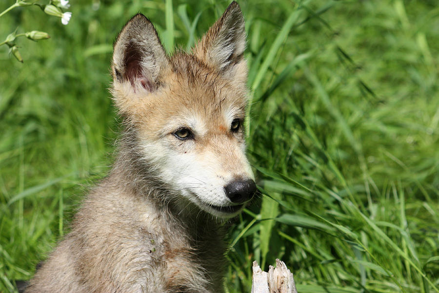 Gray Wolf Pup #3 Photograph by Amanda Stadther