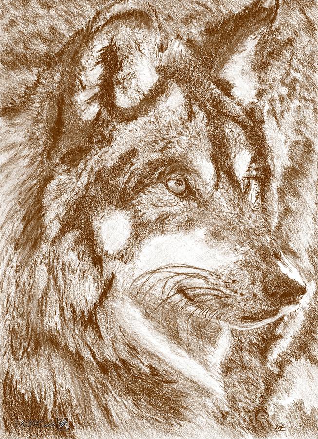 Gray Wolf Watches and Waits #1 Drawing by J McCombie