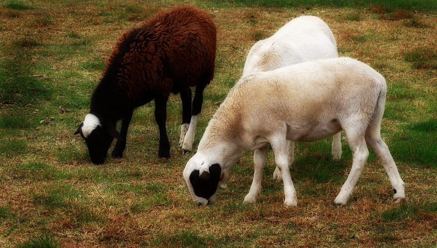 3 Grazing Sheep Photograph by Virginia Folkman