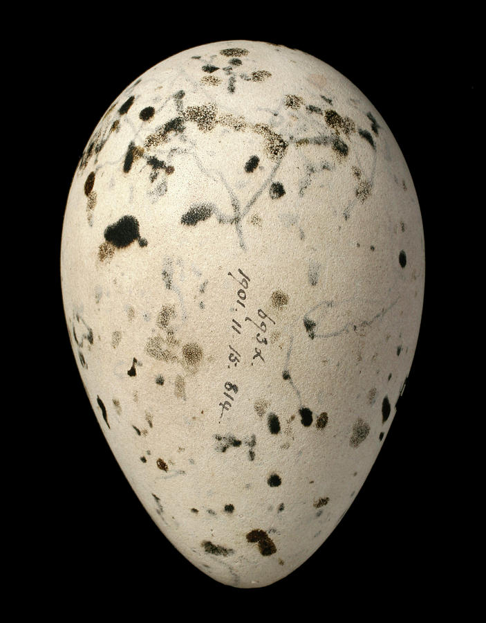 great auk egg