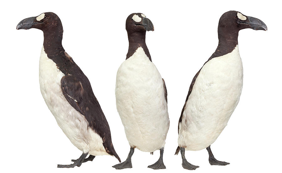 Great Auk Photograph by Natural History Museum, London - Fine Art America