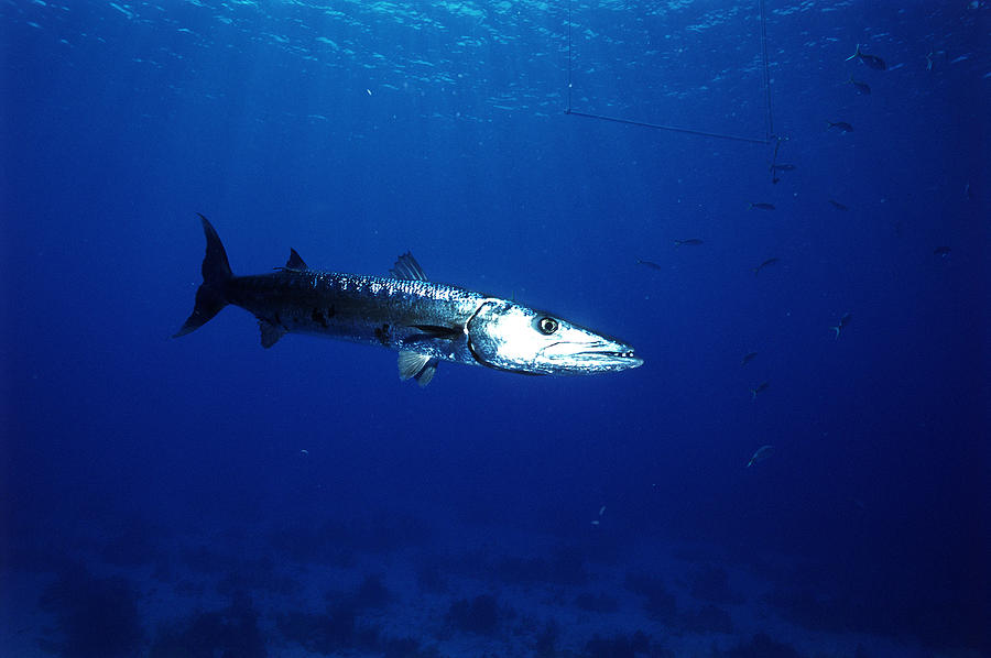 Great Barracuda #3 Photograph by Charles Angelo