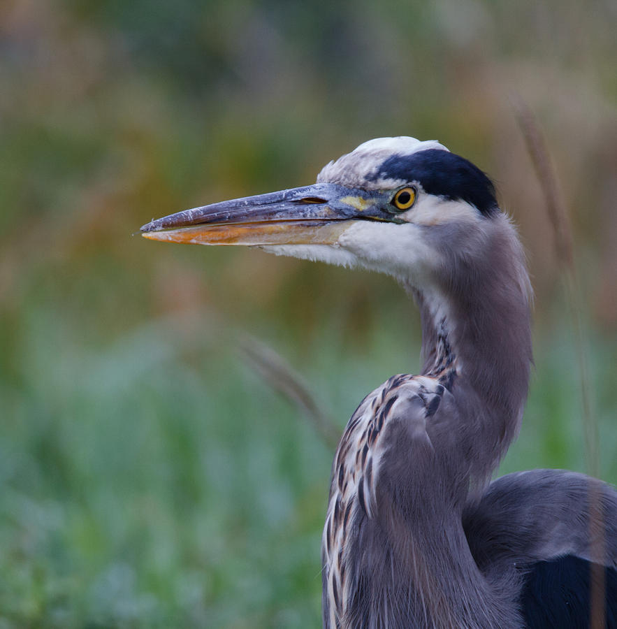 Great Blue Heron  #3 Photograph by Angie Vogel