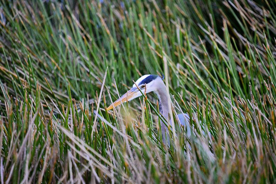 Great blue heron #3 Photograph by Bill Hosford