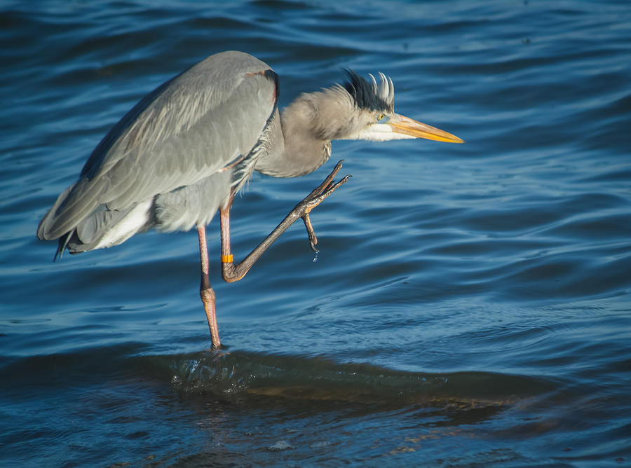 Great Blue Heron #3 Photograph by Jane Luxton