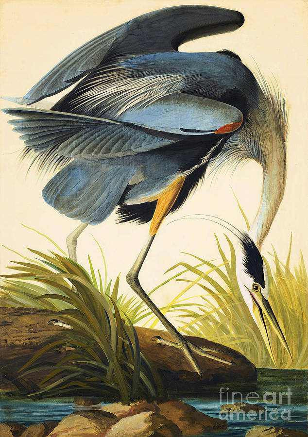 Nature Drawing - Great Blue Heron #4 by Celestial Images