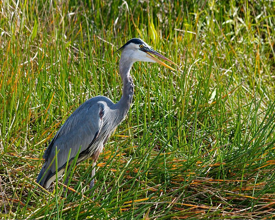 Great Blue Heron #1 Photograph by Rudy Umans