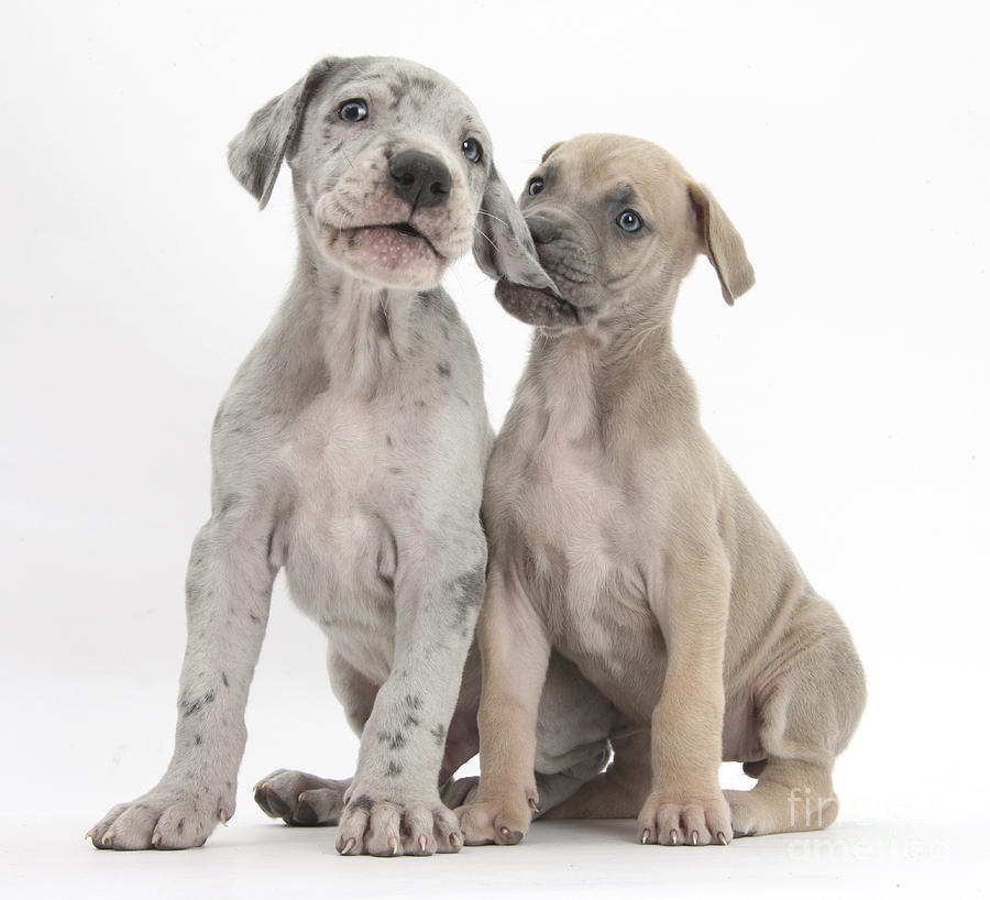Great Dane Photograph - Great Dane Puppies #4 by Mark Taylor