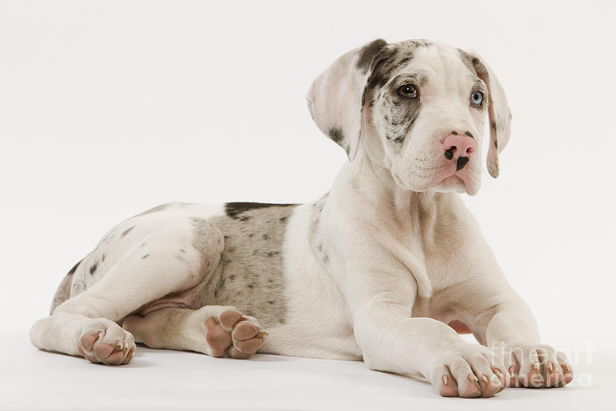 Great Dane Puppy Dog #3 Photograph by Jean-Michel Labat