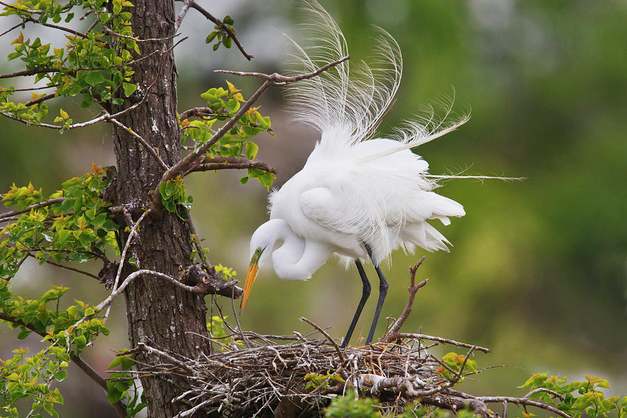 Great Egret (ardea Alba Photograph by Larry Ditto | Pixels