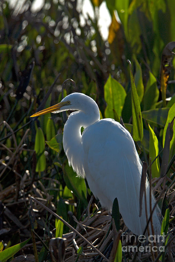 Great Egret #3 Photograph by Mark Newman