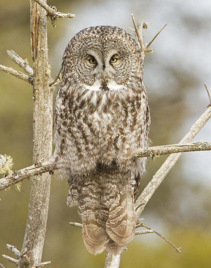 Great Grey Owl  #1 Photograph by John Vose