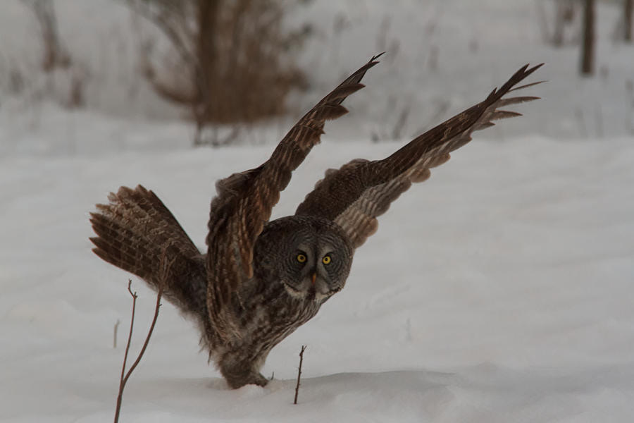 Great Grey Owl #3 Photograph by Josef Pittner