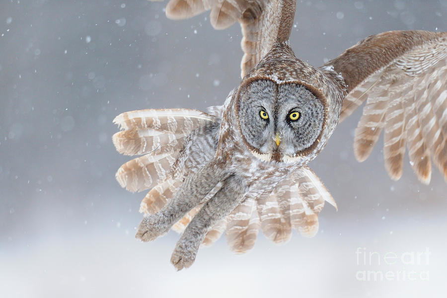 Great Grey Owl #2 Photograph by Scott Linstead