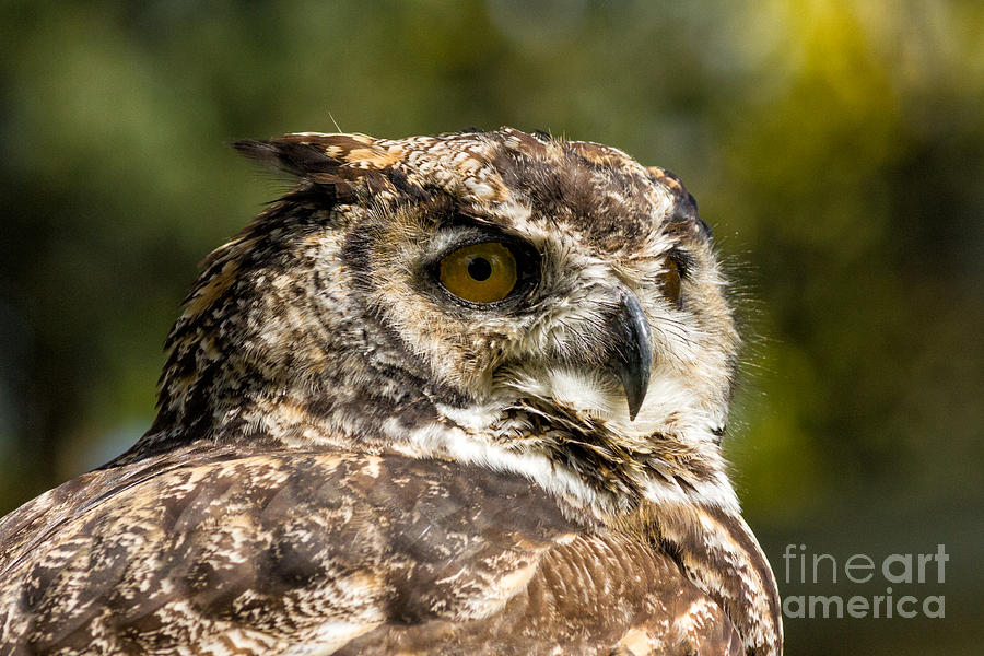 Great Horned Owl #3 Photograph by Les Palenik