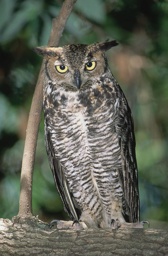 Wildlife Photograph - Great Horned Owl #4 by Millard H Sharp