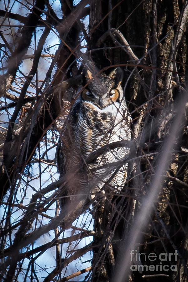Great Horned Owl #3 Photograph by Ronald Grogan
