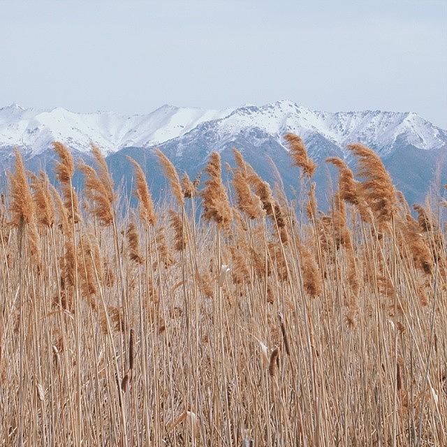 Great Salt Lake Shorelands Preserve #3 Photograph by DLDPhotography  